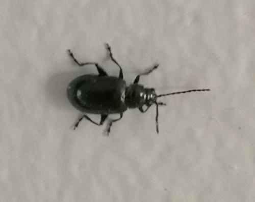 Réf. 264 798 : Galerucinae inconnu